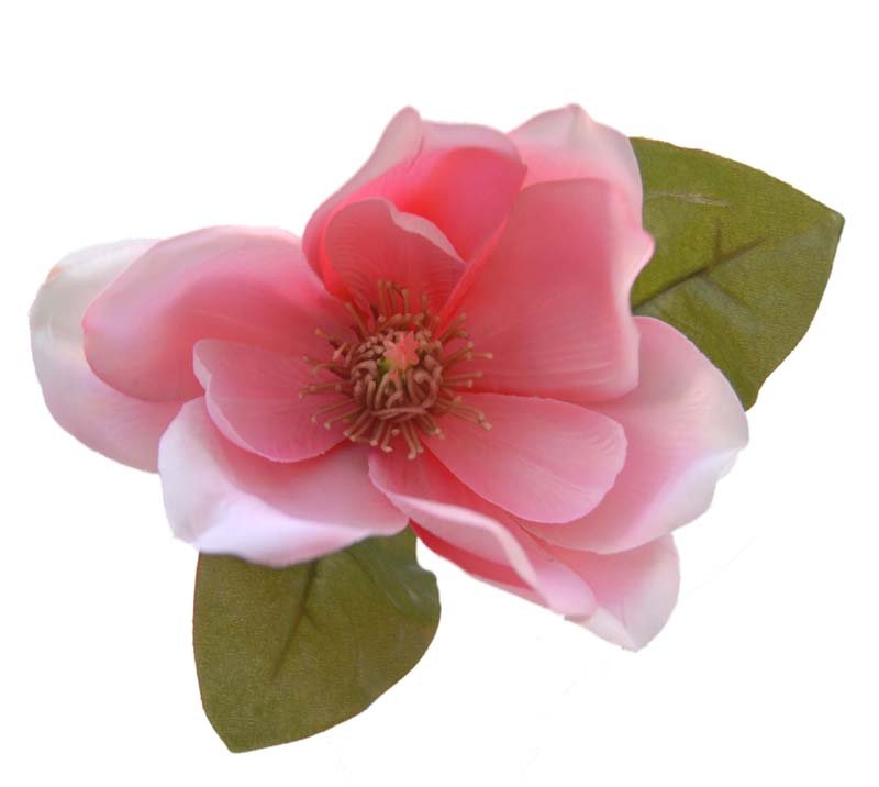 Magnolia Flower